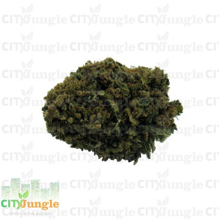 CBD - Tropical Mango Canapa Indoor