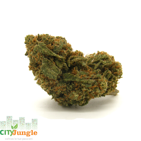 CBD - Lemon Haze Canapa Indoor