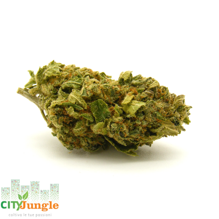 CBD - White Widow Canapa indoor
