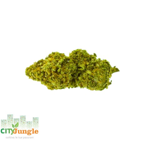 CBD - SILVER HAZE Canapa Indoor