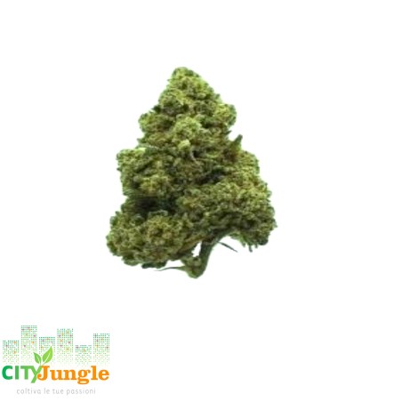 CBD - Amnesia Canapa Indoor