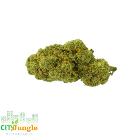 CBD - Blueberry Canapa Indoor