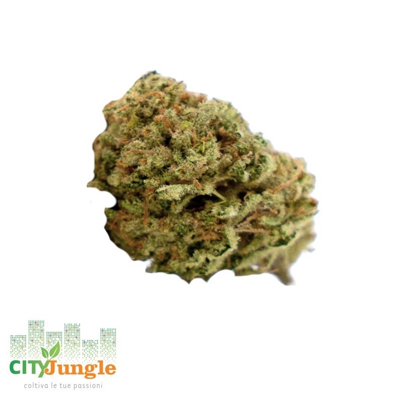 sour orange cbd sour orange cbd