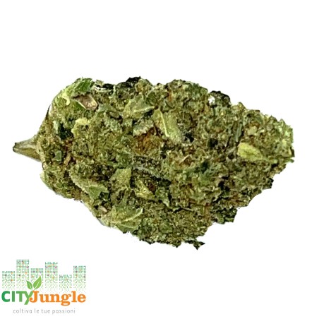 CBD - Panama Gold Canapa Indoor