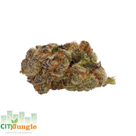 CBD - Sinaloa Canapa Indoor