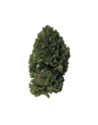 Cannbis Light